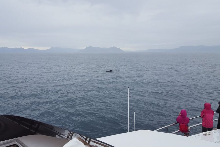 Reykjavik: Whale Watching and Dolphin Watching Yacht Cruise - Who should book this Reykjavik yacht cruise, and who should think twice