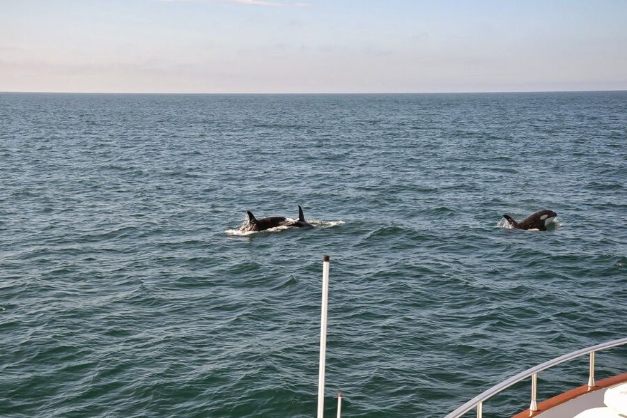 Reykjavik: Whale Watching and Dolphin Watching Yacht Cruise - What you do during the 3 hours on the water, and why timing matters for whale spotting