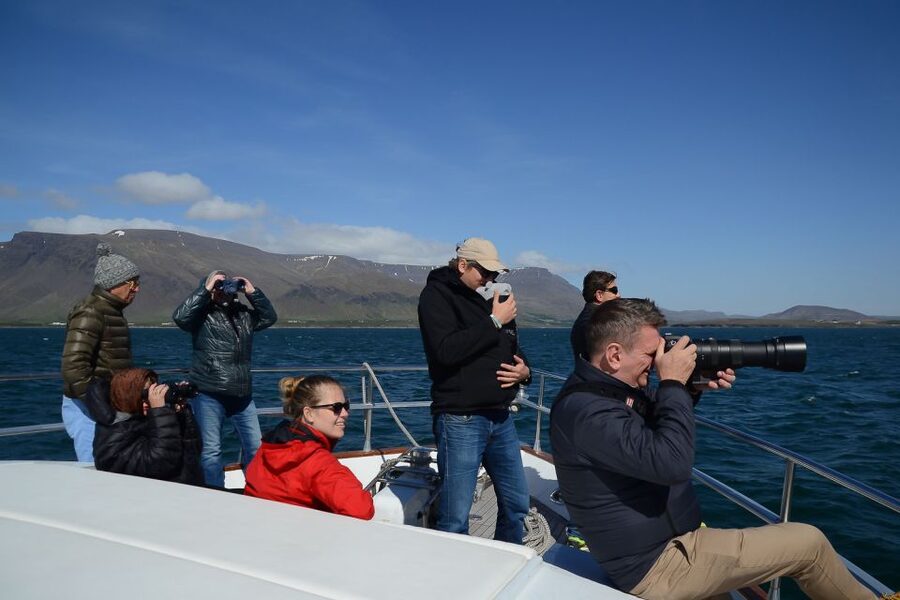Reykjavik: Whale Watching and Dolphin Watching Yacht Cruise - Wildlife odds by season: humpback whales, dolphins, seals, and puffins in mid May to mid August