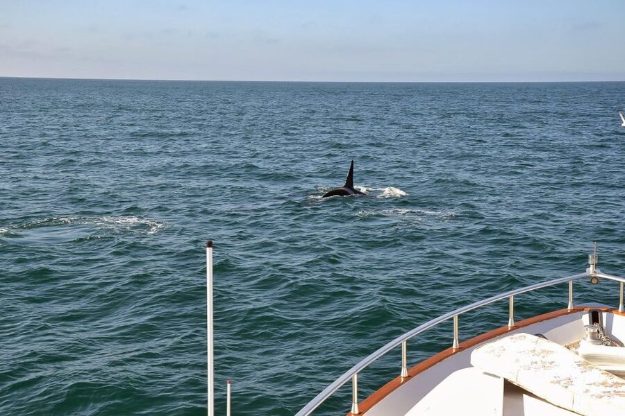 Reykjavik: Whale Watching and Dolphin Watching Yacht Cruise - Price and value for about $106 per person, plus the return option if sightings do not happen