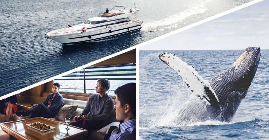 Reykjavik: Whale Watching and Dolphin Watching Yacht Cruise - The yacht choice, MY Harpa vs MY Amelia Rose, and where you will actually see things