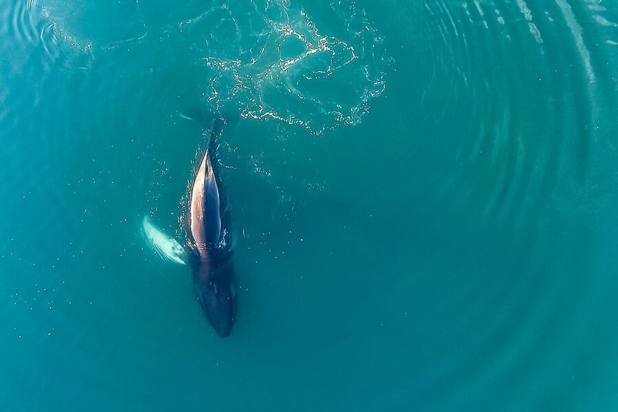 Reykjavík: Whale Watching and Marine Life Cruise - Should you book this Reykjavík whale watching cruise?