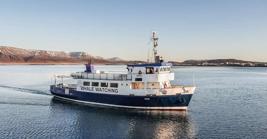 Reykjavík: Whale Watching and Marine Life Cruise - What happens once you are on board: heated cabins, decks, and guide spotting