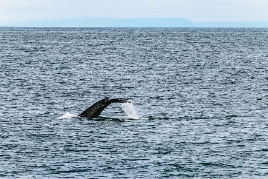 Reykjavík: Whale Watching and Marine Life Cruise - Marine life around Reykjavík: the whales and animals you can look for