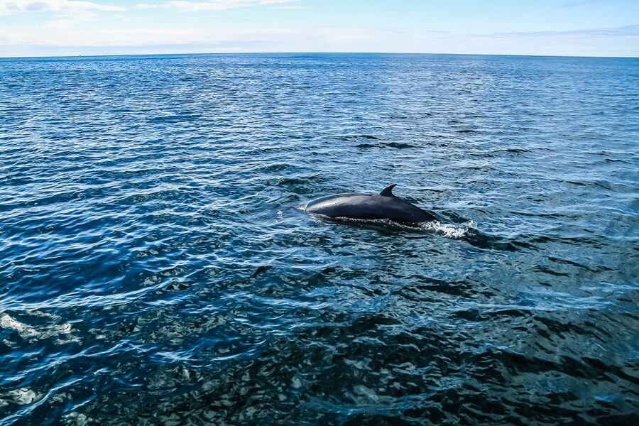 Reykjavík: Whale Watching and Marine Life Cruise - Onboard food, drinks, and little comforts that keep you enjoying the cruise