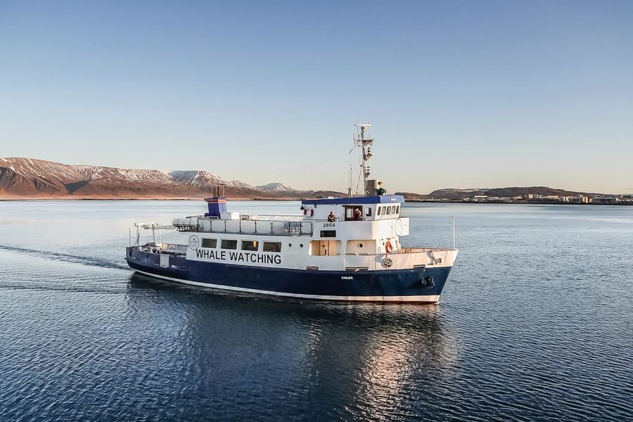 Reykjavík: Whale Watching and Marine Life Cruise - Old Harbour House check-in and boarding, without the stress