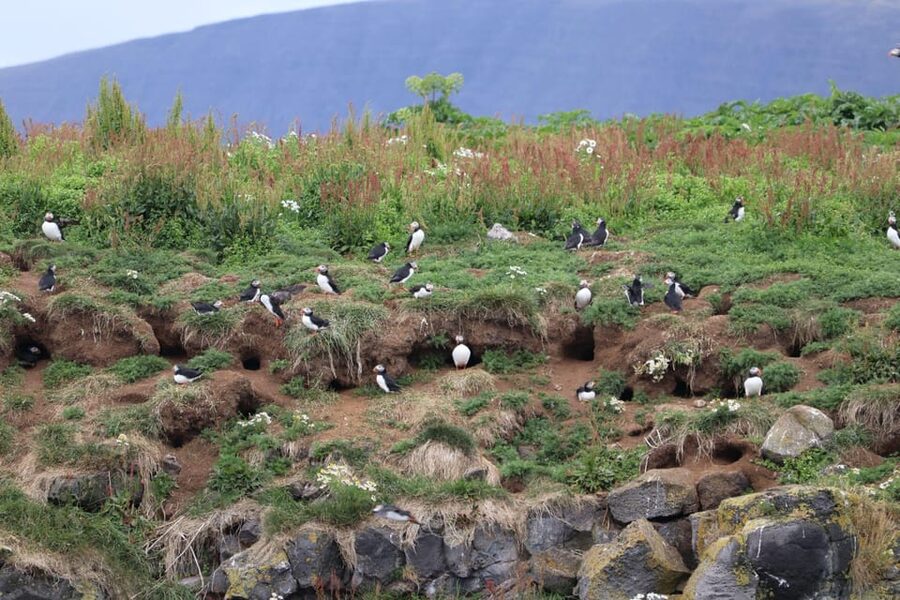 Reykjavik: Whale Watching and Puffin Excursion - Key moments that make this combo worth your time