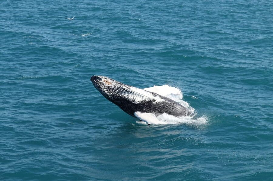 Reykjavik: Whale Watching and Puffin Excursion - Should you book Reykjavik Whale Watching and Puffin Excursion?