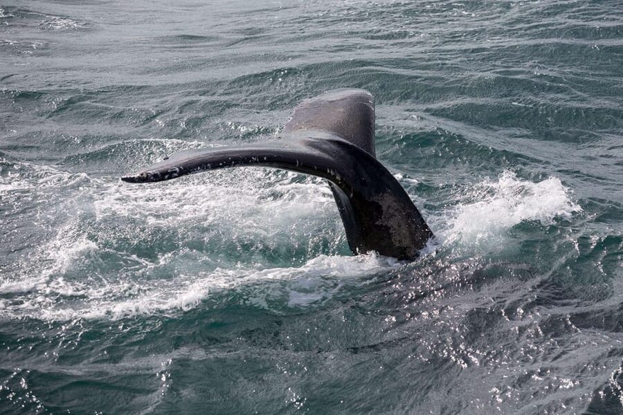 Reykjavik: Whale Watching and Puffin Excursion - Old Harbour to the Atlantic: what whale spotting is really like