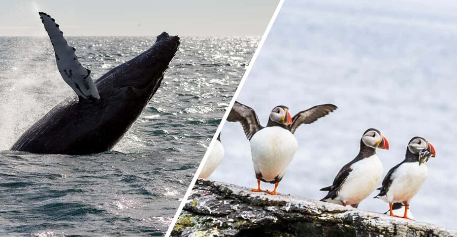 Reykjavik: Whale Watching and Puffin Excursion - Puffins on a smaller boat: getting close to the islands
