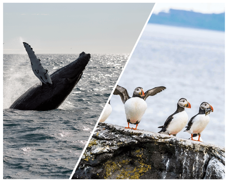 Reykjavik: Whale Watching and Puffin Excursion - Price and value: does $153 make sense?