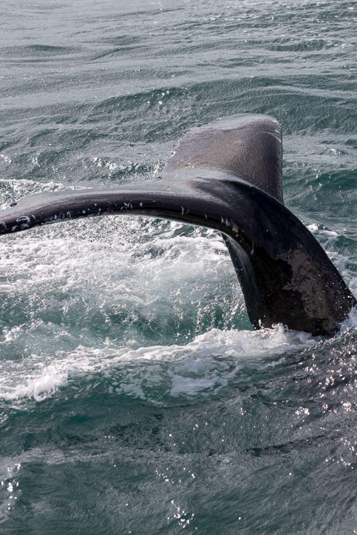 Reykjavik: Whale Watching and Puffin Excursion - Logistics that you should know before you go