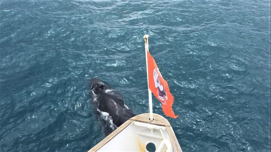 Reykjavik: Whale Watching and Puffin Excursion - Who should book this combo, and who should skip it