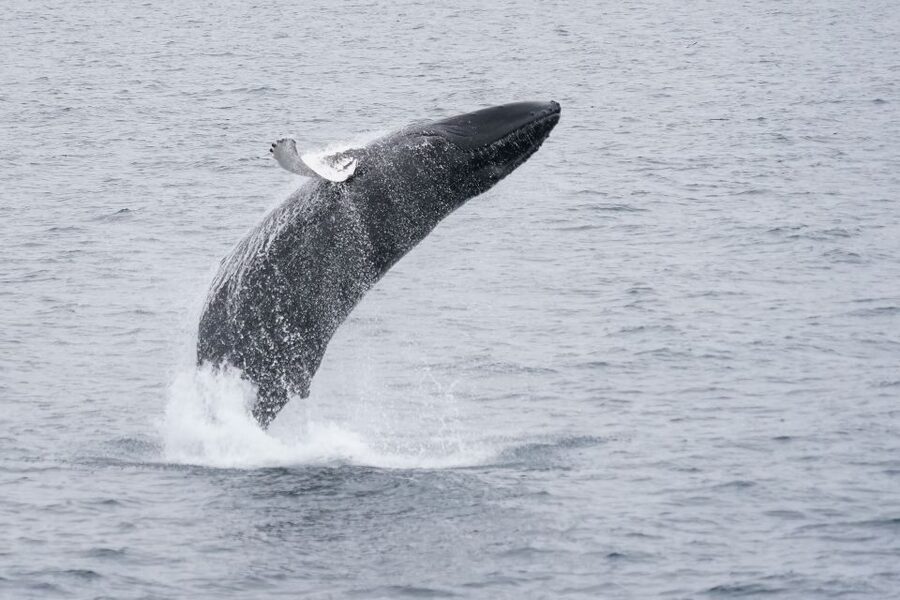 Reykjavik: Whale Watching by RIB Speedboat - The Best Wildlife Targets: Whales, Dolphins, Porpoises, and Birds