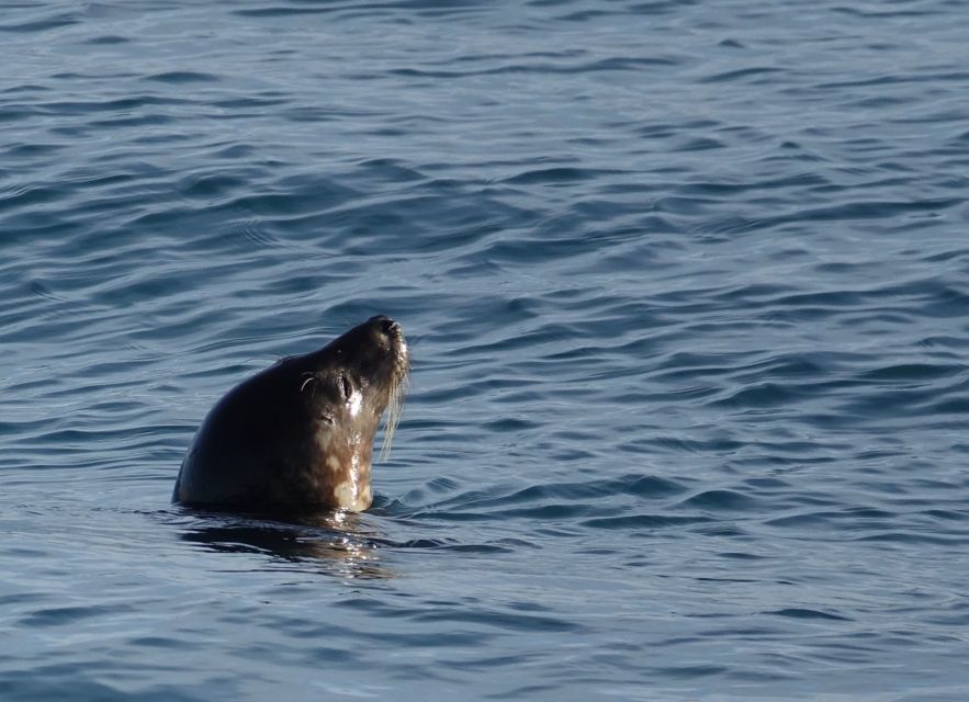Reykjavik: Whale Watching by RIB Speedboat - Comfort, Cold Wind, and Motion: What the Ride Feels Like