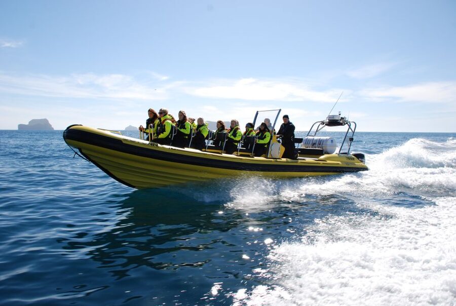 Reykjavik: Whale Watching by RIB Speedboat - Timing and Weather: Setting Yourself Up for the Best Chance