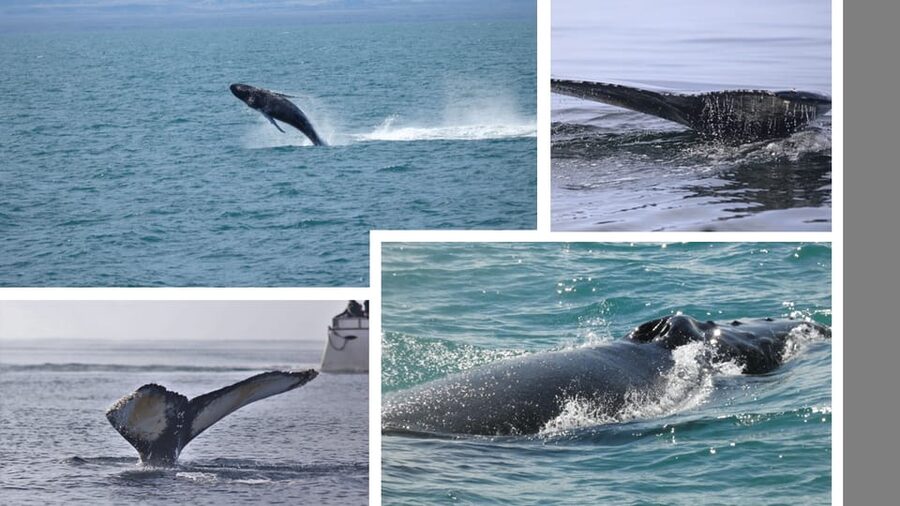 Reykjavík: Whale Watching Cruise and FlyOver Combo Ticket - The whale watching cruise: comfort you actually feel on the water