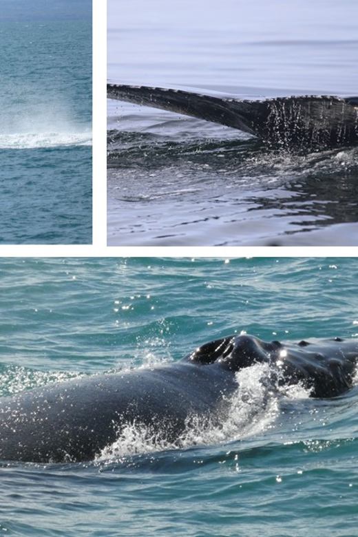 Reykjavík: Whale Watching Cruise and FlyOver Combo Ticket - Staying connected and keeping your trip easy on the senses