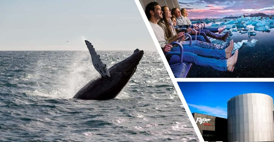 Reykjavík: Whale Watching Cruise and FlyOver Combo Ticket - Timing realities: when whale spotting and FlyOver overlap