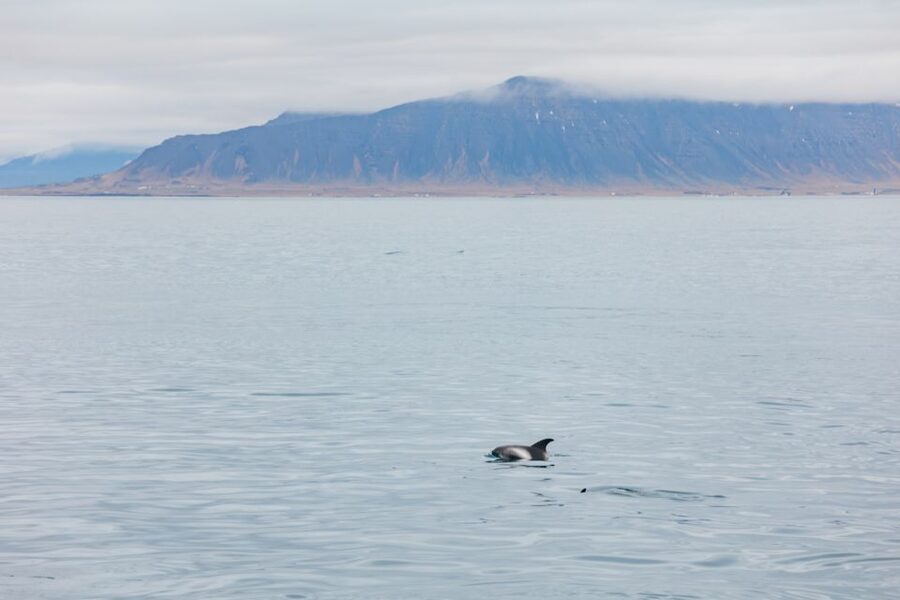 Reykjavík: Whale Watching Cruise on the Amelia Rose Yacht - Key Things That Make This Cruise Work