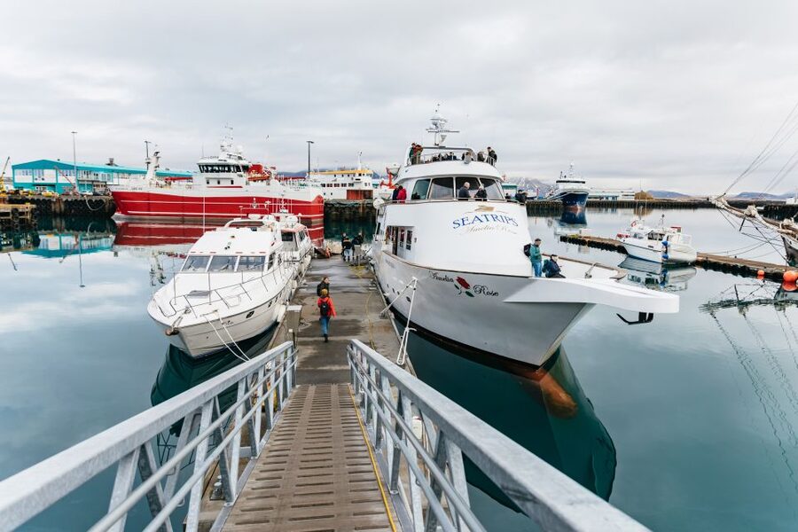 Reykjavík: Whale Watching Cruise on the Amelia Rose Yacht - FAQ