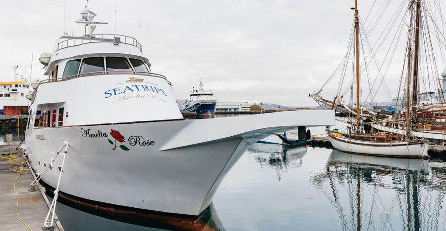 Reykjavík: Whale Watching Cruise on the Amelia Rose Yacht - Entering Reykjavik’s Old Harbor on the Amelia Rose Yacht