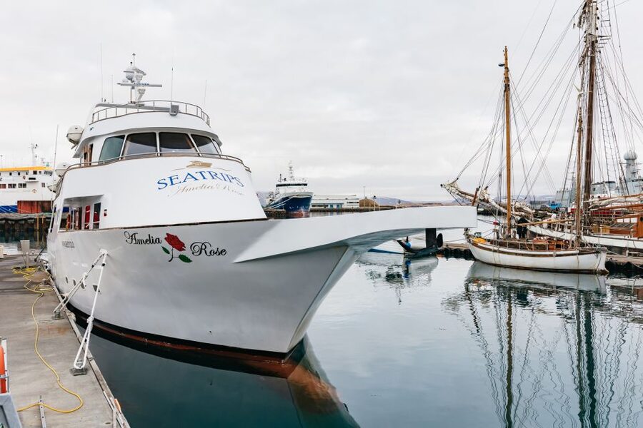 Reykjavík: Whale Watching Cruise on the Amelia Rose Yacht - What You Can See Off Reykjavík: Whales, Dolphins, and More