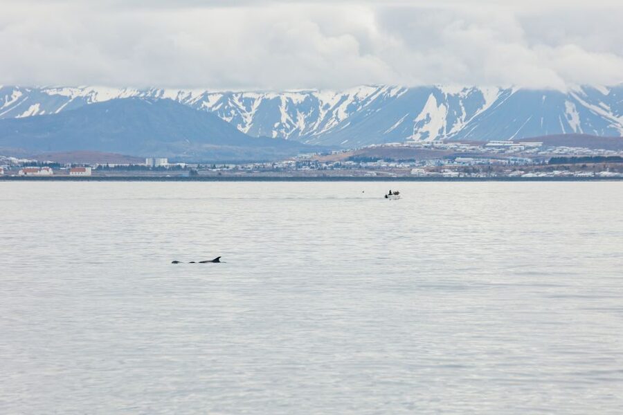 Reykjavík: Whale Watching Cruise on the Amelia Rose Yacht - Three Decks, Wind Protection, and Photo Tips That Actually Help