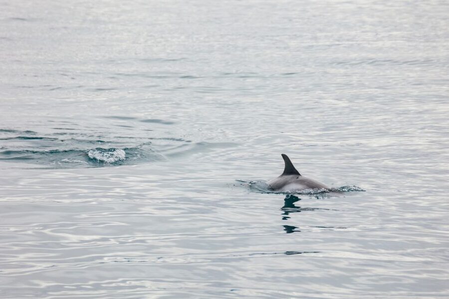 Reykjavík: Whale Watching Cruise on the Amelia Rose Yacht - Final Call: Should You Book the Amelia Rose Whale Watching Cruise?