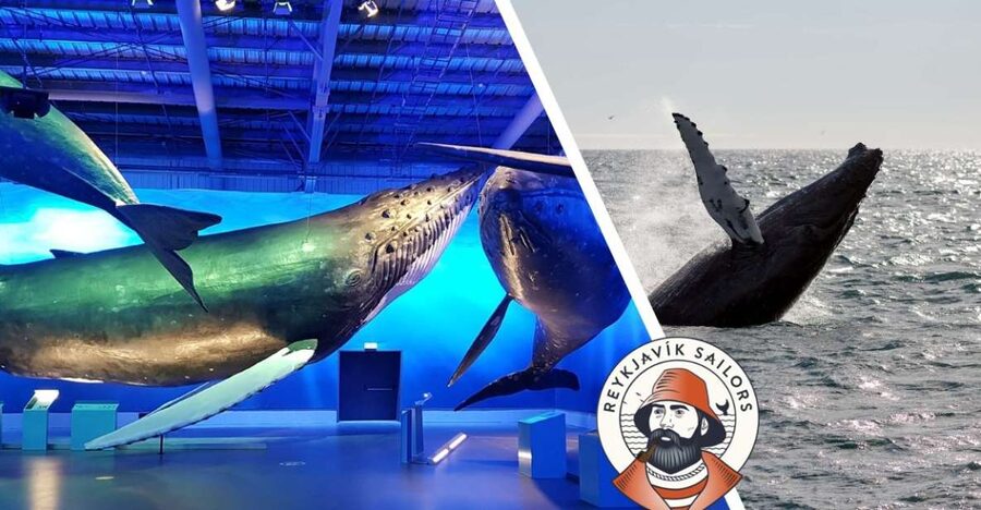Reykjavik: Whale Watching Excursion & Whale Exhibition - Key highlights you should know before you go