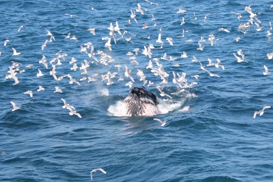 Reykjavik: Whale Watching Excursion & Whale Exhibition - Who should book this and who should skip it