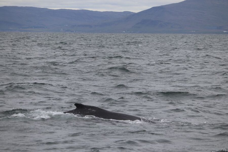 Reykjavik: Whale Watching Excursion & Whale Exhibition - Pricing and what your $160 covers in Reykjavik
