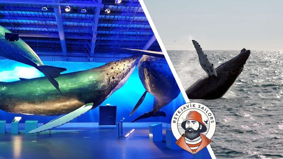 Reykjavik: Whale Watching Excursion & Whale Exhibition - Whale watching on Faxaflói: what you can realistically expect