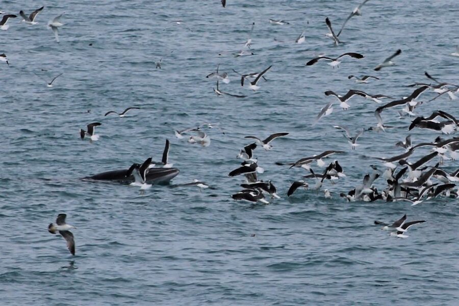 Reykjavik: Whale Watching Excursion & Whale Exhibition - The boat setup: warmth, toilets, and the small comforts that matter