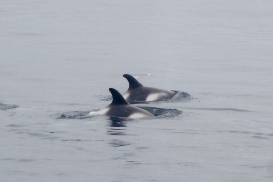 Reykjavik: Whale Watching Excursion & Whale Exhibition - Whales of Iceland exhibition: what makes it worth your time