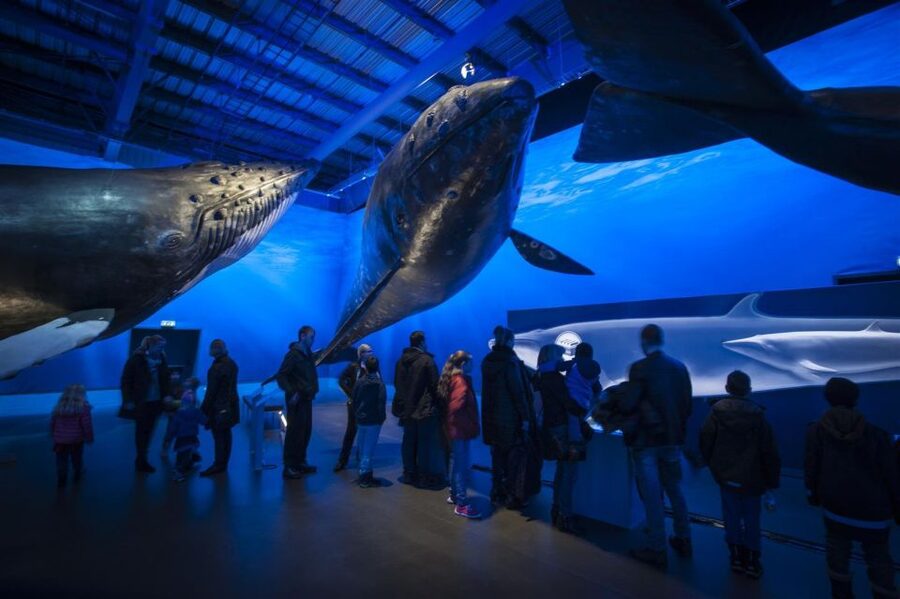Reykjavik: Whale Watching Excursion & Whale Exhibition - How the timing fits a Reykjavik day (and when to schedule the museum)