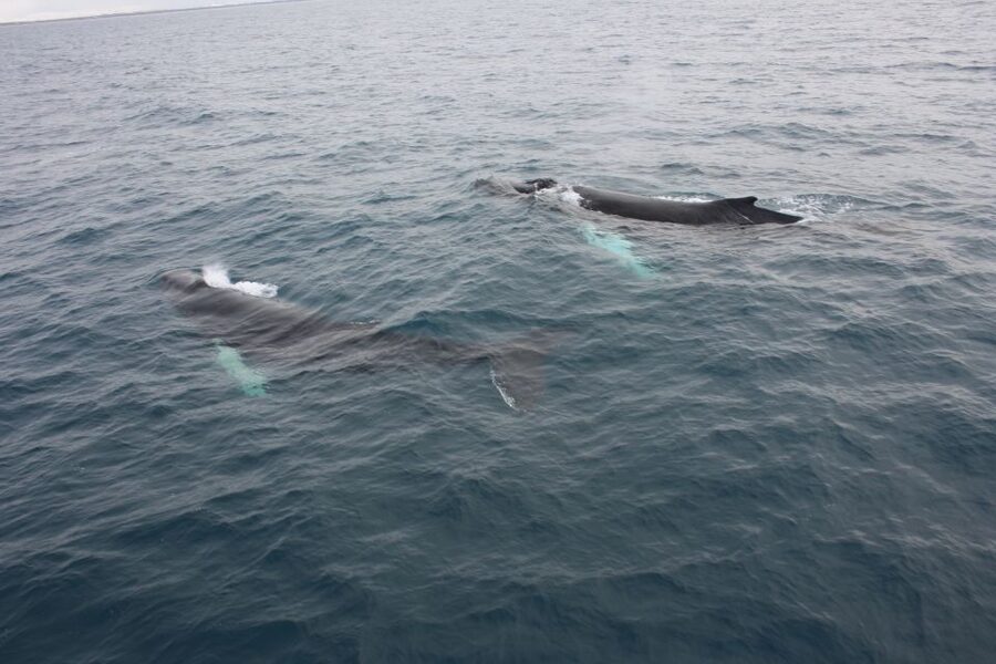 Reykjavik: Whale Watching Excursion & Whale Exhibition - What to bring (and what the tour already handles)