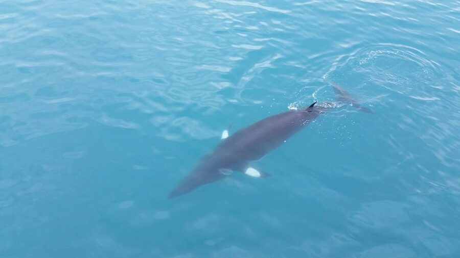 Reykjavik: Whale Watching Excursion & Whale Exhibition - Is it good value? A balanced take on the $160 decision