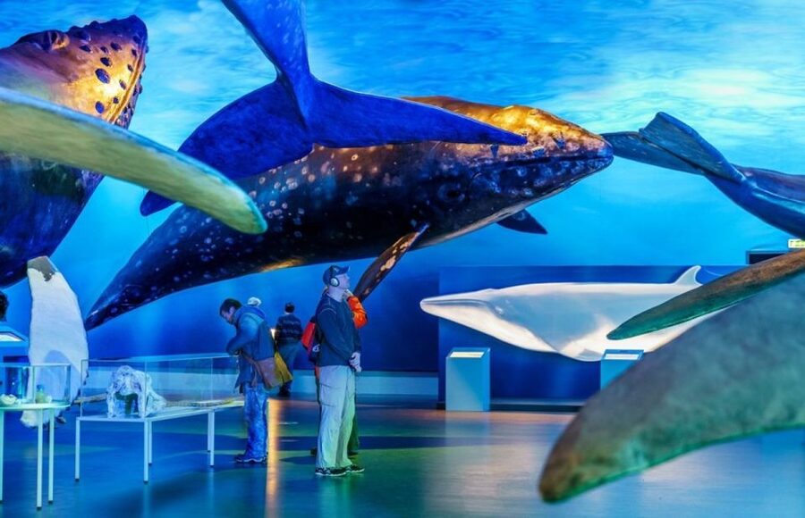 Reykjavik: Whale Watching Excursion & Whale Exhibition - Where you meet: Geirsgata 11 and keeping the timing simple