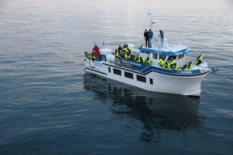 Reykjavik: Whale Watching Express - Key things I think are worth your attention