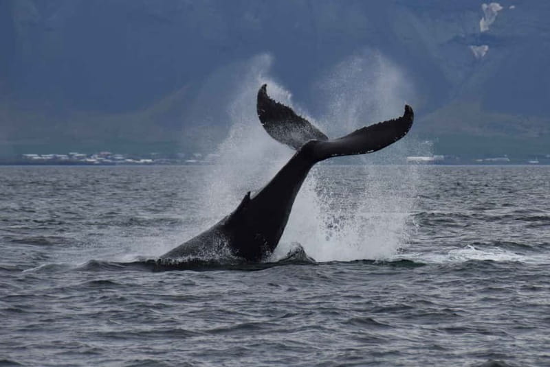 Reykjavik: Whale Watching Express - Why This Reykjavik Whale Watching Express Feels Efficient