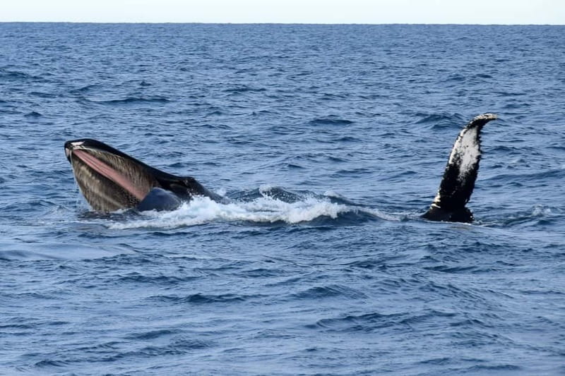 Reykjavik: Whale Watching Express - The Fast Run to the Whale Grounds (And Why It Matters)