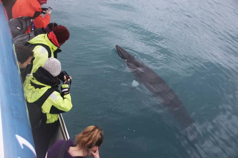 Reykjavik: Whale Watching Express - What You Might See: Minke Whales, Dolphins, Puffins, and More