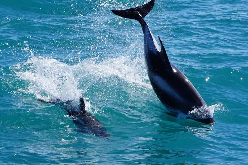 Reykjavik: Whale Watching Express - Timing and Weather: When the Captains Make the Call