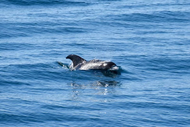 Reykjavik: Whale Watching Express - Who Should Book This Whale Watching Express, and Who Might Prefer Another Plan