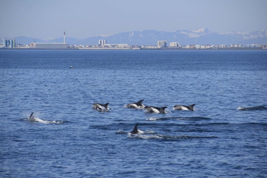 Reykjavik: Whale Watching Express - Practical Tips Before You Go (So You Actually Enjoy It)
