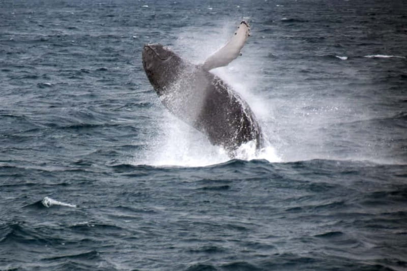Reykjavik: Whale Watching Express - Old Harbor Meeting Point: Quick Start, Easy Access