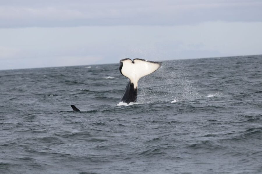 Reykjavik: Whale Watching in Faxaflói Bay & Live Lava Show - Quick hits before you go