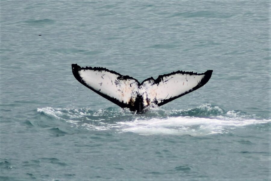 Reykjavik: Whale Watching in Faxaflói Bay & Live Lava Show - Whale watching in Reykjavik and the live lava show, what you’re really buying