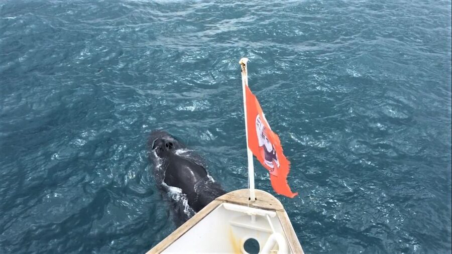 Reykjavik: Whale Watching in Faxaflói Bay & Live Lava Show - On the water from Old Harbour to Faxaflói Bay, what to expect